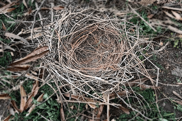 The crows’ nest was still in good condition after falling from the tree.