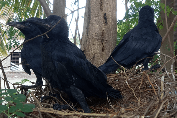 Animal Rahat’s rescue worker places the three babies into their nest, and the crows wait for their parents to return to them.