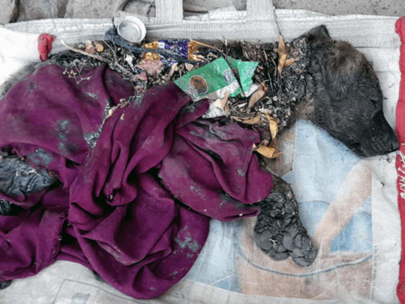 A puppy is covered with tar, clothes, and other debris.