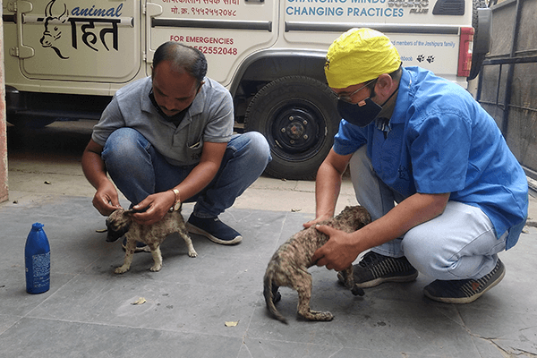 Animal Rahat’s rescue workers gently massage oil into the puppy’s skin to remove the tar.