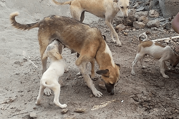 Animal Rahat reunited Vasur with his mother and siblings.