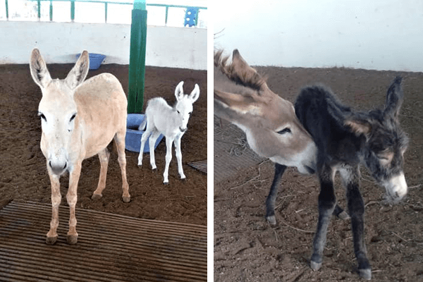 Mother Kalyani and filly Snow White (above, left) and mother Maya and colt Kaliya (above, right) are shown at the Sangli sanctuary.