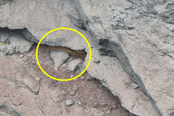 An Indian rat snake hides in the crevice of a rock wall in a deep well.