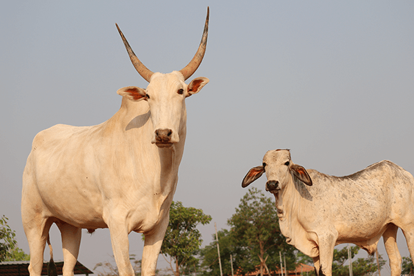 Hiren and Vitthal stand together at Animal Rahat’s sanctuary in Sangli.