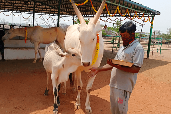 Vitthal affectionately snuggles with Hiren as they enjoy special treats for the Holi holiday.