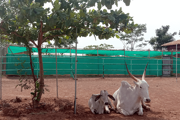 Hiren and Vitthal relax together, sitting in the same position, under a tree.