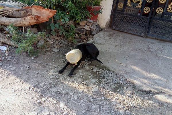 A dog has a plastic jug stuck on his head—likely from an attempt to find food or water.