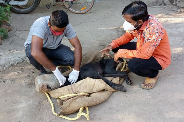 An Animal Rahat staff member catches and sedates the dog to remove the jug from his head.
