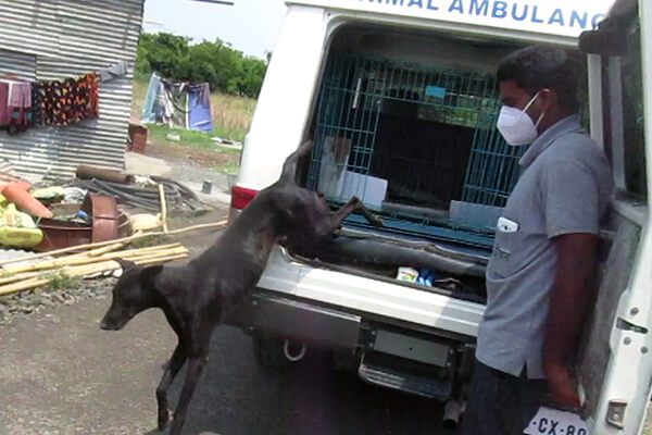 After being vaccinated and getting a couple of days of rest, this lucky dog was released back into his community.