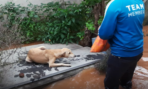 BREAKING: Saving Animals From Rising Floodwaters