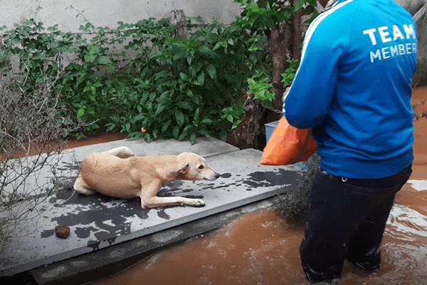 A group of Animal Rahat rescue workers heard this dog’s desperate cries and followed the sound to where she was stranded.