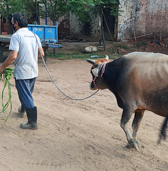 Animal Rahat staff lead the bull to their nearby sanctuary.