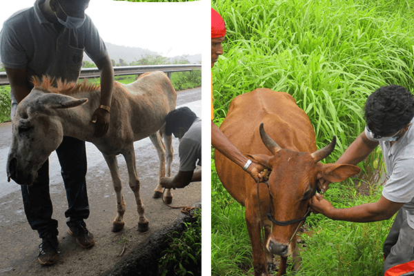 The image on the left shows a donkey rescue workers helped by removing the rope tying his legs together. The image on the right shows a bullock Animal Rahat helped by removing his painful nose ropes.