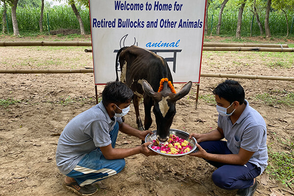 Bajrangi is welcomed to Animal Rahat’s sanctuary.