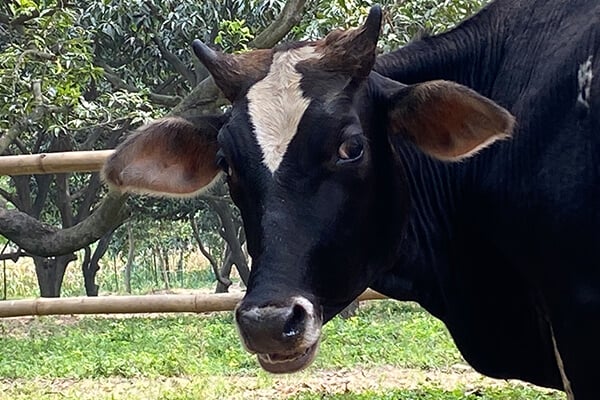 Bull calf Bajrangi wandered into Animal Rahat's sanctuary.