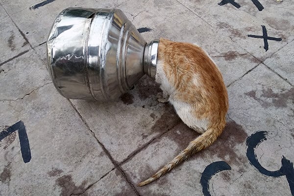 Hoping to grab a morsel of food from this pot, a cat got his head stuck.