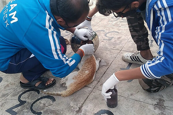 Animal Rahat’s rescue team gently frees the cat from the pot.