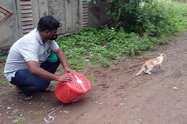 The team releases the cat after sterilizing and feeding him.