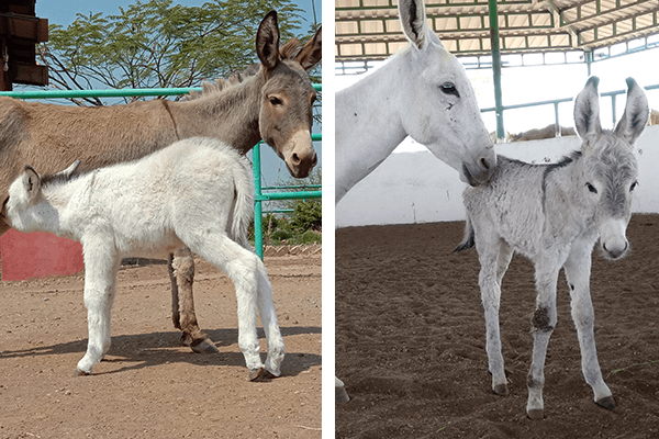 The image on the left shows donkey foal Daya and her mom, Anika. The image on the right shows donkey foal Naina and her mom, Maina.