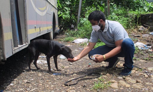 Helping Starving Dogs in Raigad