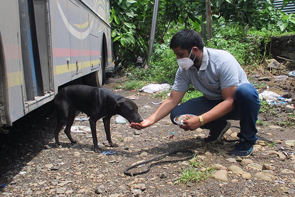 Dogs in Raigad eagerly devour the food that Animal Rahat is providing them.