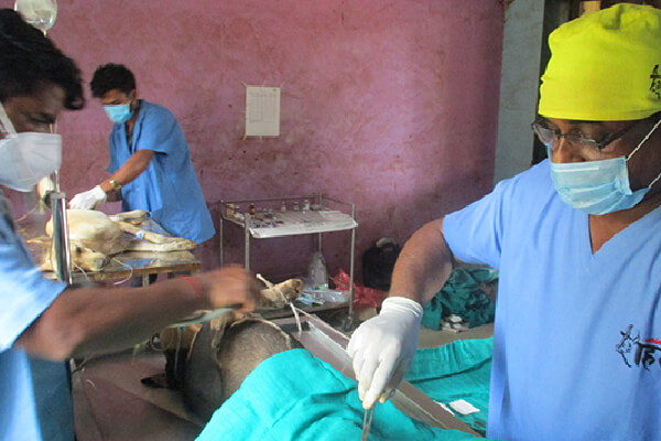 An Animal Rahat veterinarian sterilizes a dog in Raigad.