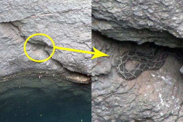 An unsuspecting snake tumbled to the bottom of this 80-foot-deep well.