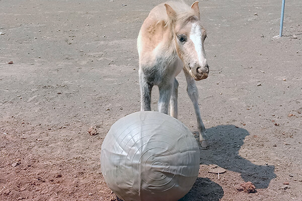 This image shows sanctuary resident Rudi, Daya’s best friend.