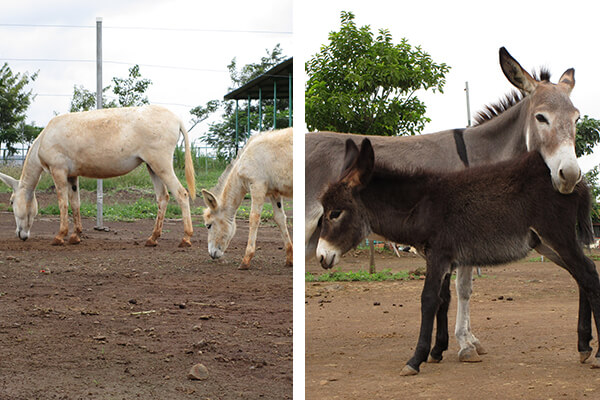 The image on the left is of Snow White and her mom, Rohini. The image on the right shows colt Kaliya and his mom, Maya.