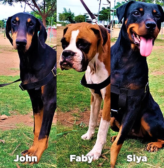 John, Faby, and Siya are enjoying life at Animal Rahat’s sanctuary in Sangli.