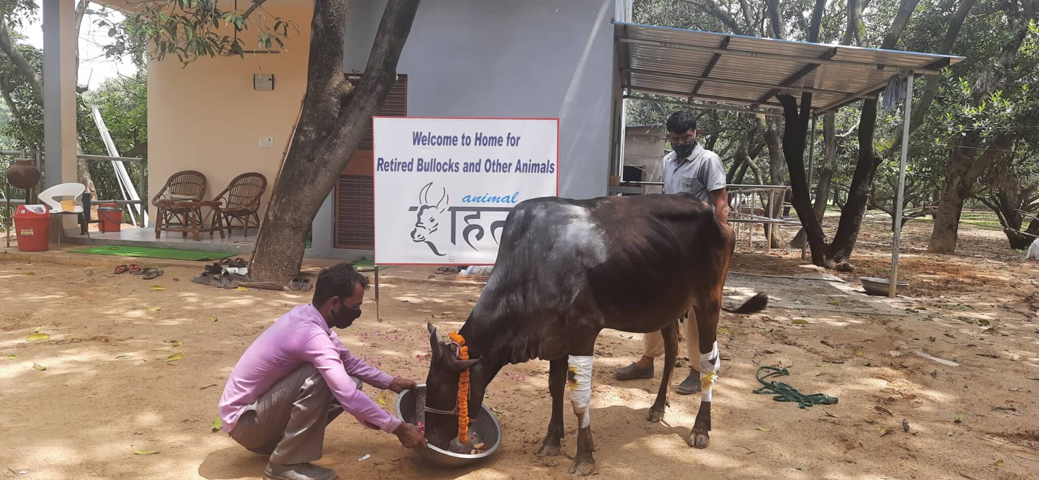 Staff welcome Ganga into Animal Rahat’s happy family.