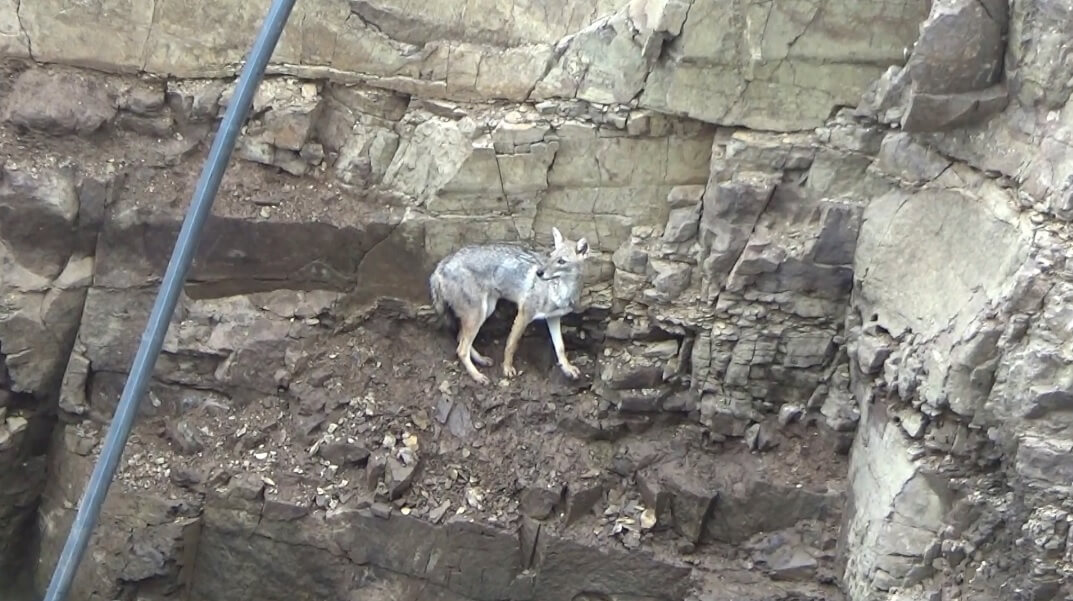 A jackal who fell into a deep well desperately tries to escape.