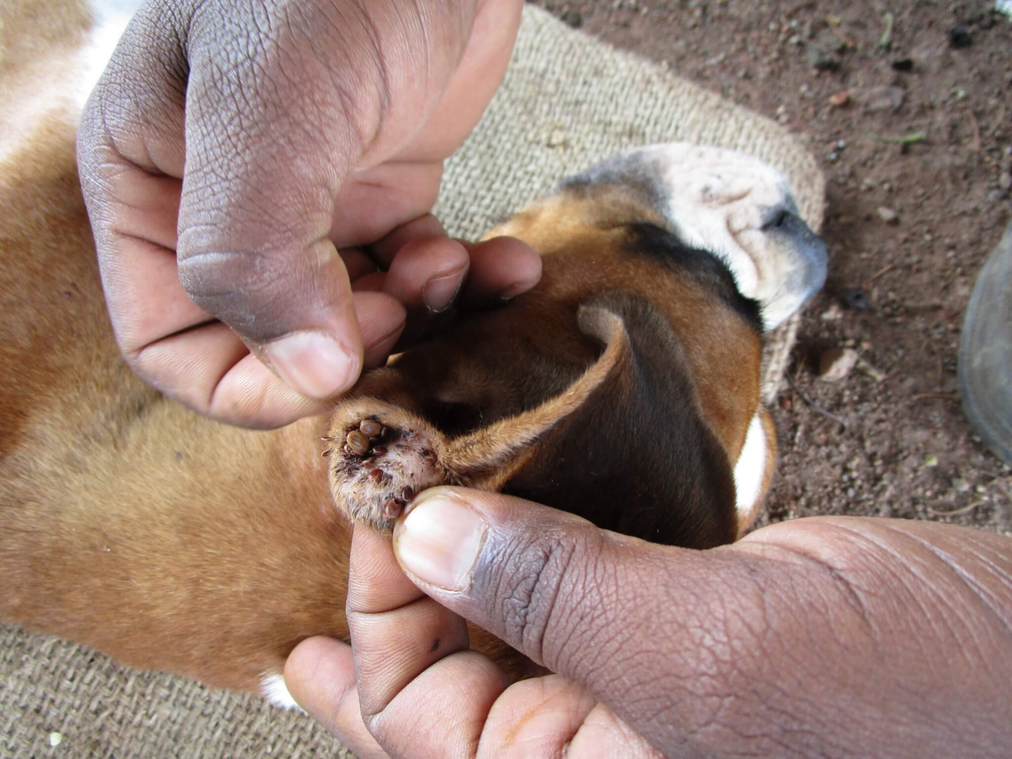 Faby lies down comfortably as staff members meticulously remove ticks and treat her open wounds.