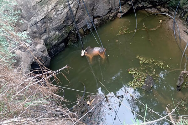 A bull is trapped at the bottom of a deep well.