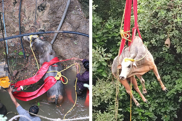 The image on the left shows the rescue team preparing to hoist the bull up, and the image on the right shows the bull being pulled from the well by a crane.