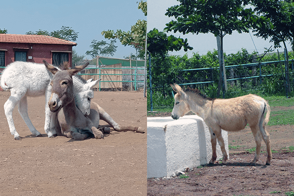 The image on the left is of Daya when she was a few weeks old, and the image on the right is of her today.