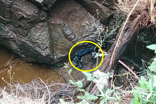 This desperately distressed dog’s spine is clearly visible as he looks up from the bottom of a deep well.