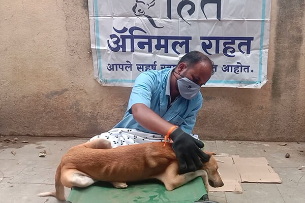 While his wounds healed, the dog enjoyed the loving care given to him by the staff.