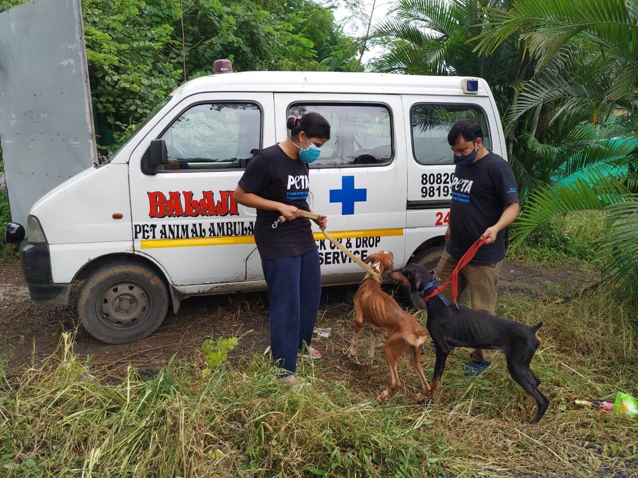 PETA India loads the dogs into an ambulance that will take them to Animal Rahat’s sanctuary in Sangli.