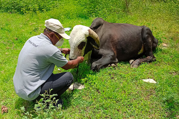 Animal RahatΓÇÖs scout kneels down to help an exhausted bull who could barely walk.