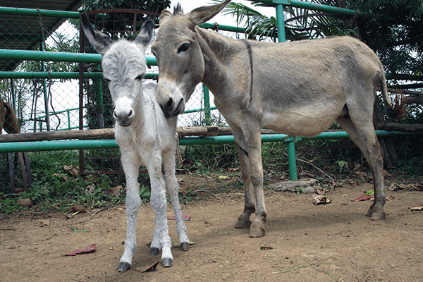 Seema is the newest donkey foal at Animal Rahat’s sanctuary.