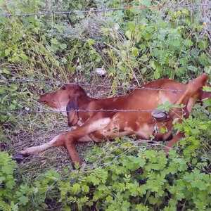 A calf lies on the ground, entangled in barbed wire.