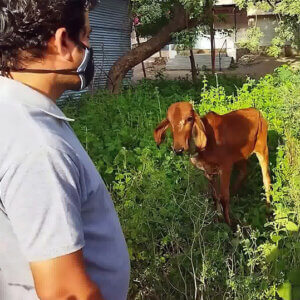 Entangled in barbed wire and then freed, this beautiful calf has an endearing moment with one of his rescuers before finding his family.