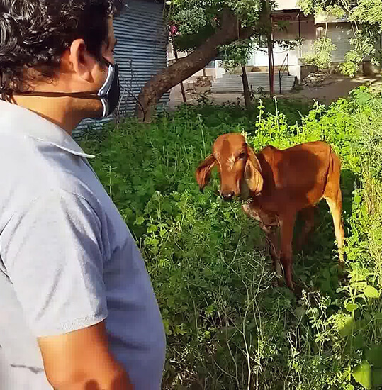 Entangled in barbed wire and then freed, this beautiful calf has an endearing moment with one of his rescuers before finding his family.