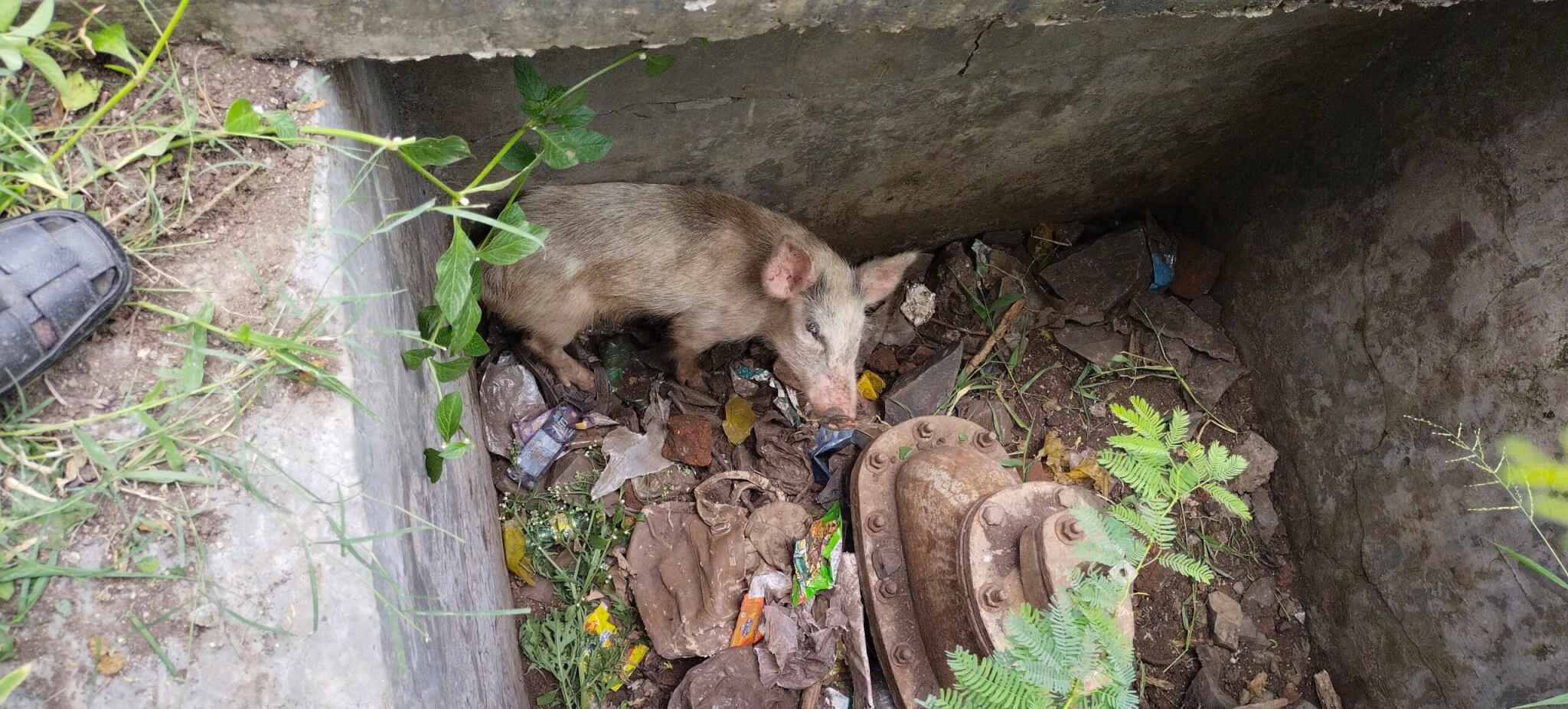 A pig who fell into a deep well desperately tries to escape.