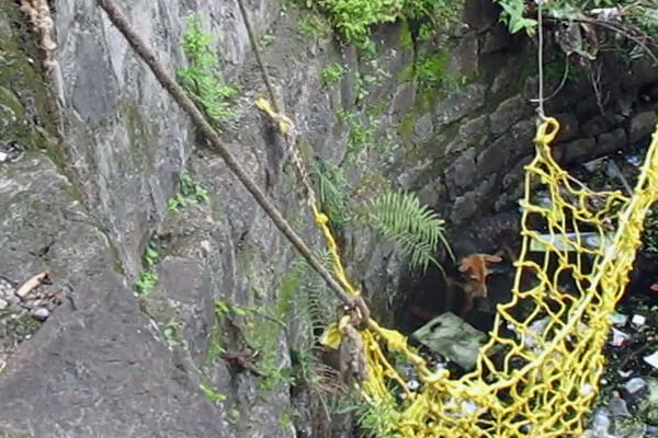 A team member lowers a net to help free the dog from her dangerous predicament.