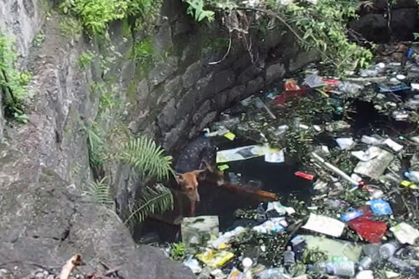 This dog, drenched in muddy, trash-filled water, shivers as she waits to be pulled to safety.