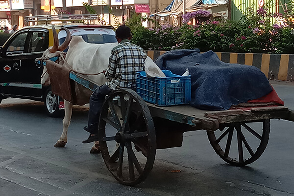 Raju’s owner would load up this cart with massive blocks of ice and goad the bullock with a heavy stick along chaotic, crowded city roads.