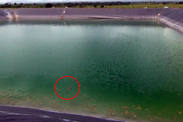 This Russell’s viper wound up in a reservoir and couldn’t escape.