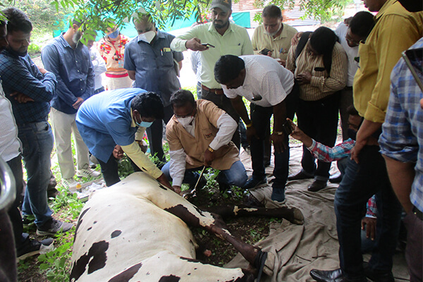 Veterinarians watch as Animal Rahat’s Dr. Chetan Yadav performs the painless castration of a bull.